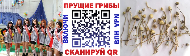 Псилоцибиновые грибы MAGIC MUSHROOMS цены Кизел